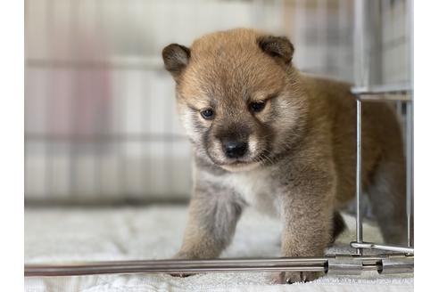 成約済の岡山県の柴犬-134258の3枚目