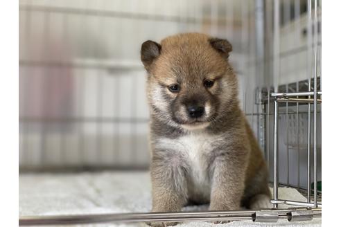 成約済の岡山県の柴犬-134258の2枚目