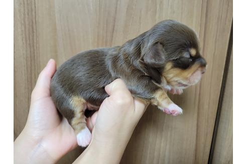 成約済の大阪府のチワックス:チワワ×ミニチュアダックスフンド-135716の13枚目