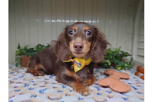 成約済の福岡県のカニンヘンダックスフンド(ロングヘアード)-128914の4枚目