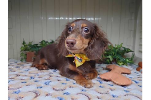 成約済の福岡県のカニンヘンダックスフンド(ロングヘアード)-128914の1枚目