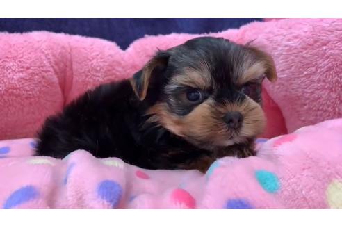 成約済の東京都のヨークシャーテリア-136956の1枚目