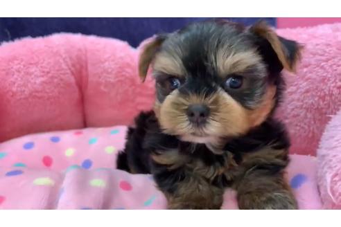 成約済の東京都のヨークシャーテリア-136956の3枚目