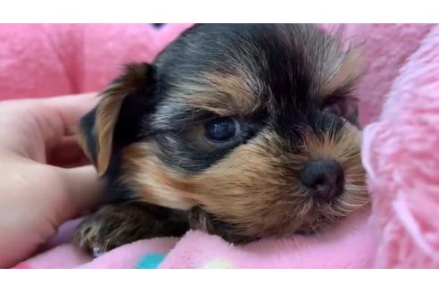 成約済の東京都のヨークシャーテリア-136956の2枚目