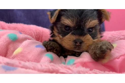 成約済の東京都のヨークシャーテリア-136958の3枚目