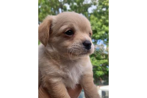 神奈川県のミックス犬 男の子 21 05 06生まれ チワジャックの4兄弟 子犬id ブリーダーナビ 神奈川県のミックス犬 男の子 21 05 06生まれ チワジャックの4兄弟 子犬id ブリーダーナビ