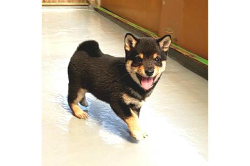 成約済の茨城県の豆柴-130983の3枚目