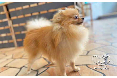 成約済の愛知県のポメラニアン-108140の3枚目