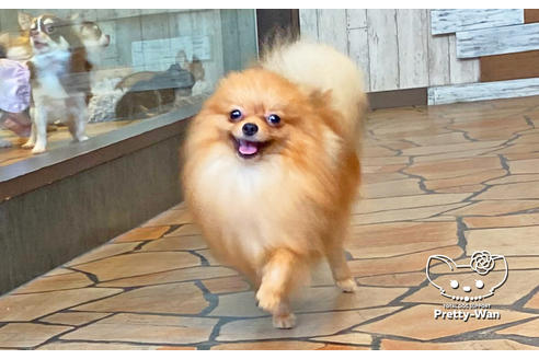 成約済の愛知県のポメラニアン-108140の2枚目