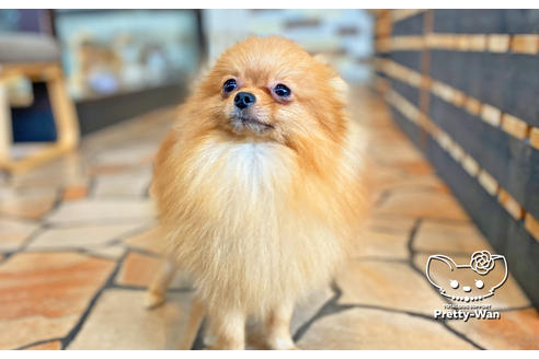 成約済の愛知県のポメラニアン-108140