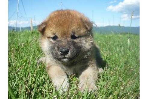 成約済の長野県の柴犬-137083の1枚目