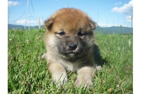 成約済の長野県の柴犬-137083の5枚目