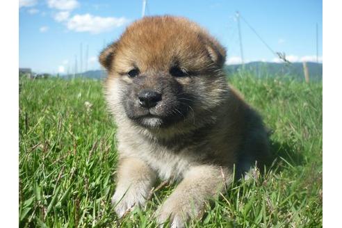 成約済の長野県の柴犬-137083の4枚目