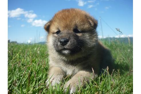 成約済の長野県の柴犬-137083の2枚目