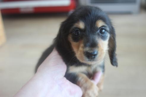 北海道でミニチュアダックスフンドの子犬を探す ブリーダーナビ