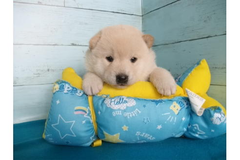 成約済の埼玉県の柴犬-137098の3枚目