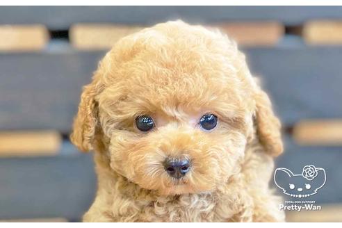 成約済の愛知県のタイニープードル-135460