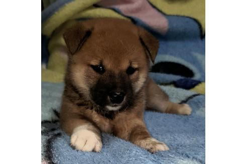成約済の福岡県の柴犬-133688の1枚目