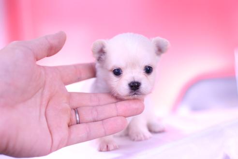 成約済の愛知県のチワワ(ロングコート)-137115の1枚目