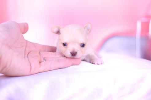 成約済の愛知県のチワワ(ロングコート)-137119の5枚目