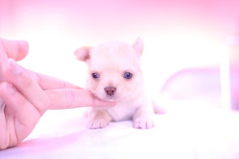 成約済の愛知県のチワワ(ロングコート)-137119の1枚目