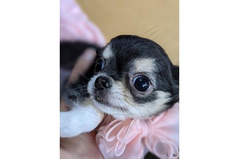 兵庫県でチワワの子犬を探す ブリーダーナビ 兵庫県でチワワの子犬を探す ブリーダーナビ