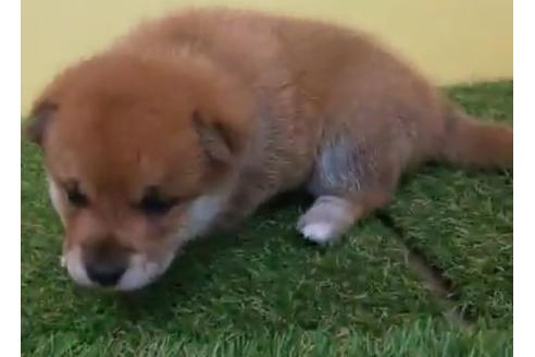 成約済の福岡県の豆柴-137141の1枚目