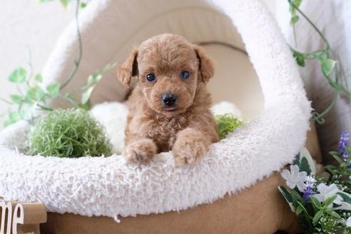 成約済の滋賀県のトイプードル-137153の1枚目