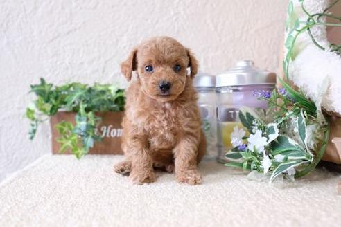 成約済の滋賀県のトイプードル-137153の3枚目