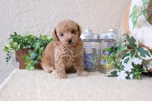 成約済の滋賀県のトイプードル-137160