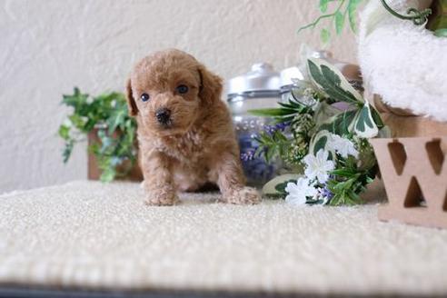 成約済の滋賀県のトイプードル-137160の3枚目