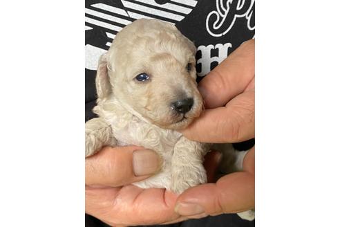 成約済の福島県のトイプードル-137176の1枚目