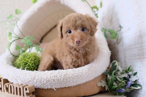 成約済の滋賀県のトイプードル-135509