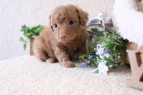 成約済の滋賀県のトイプードル-135509の3枚目