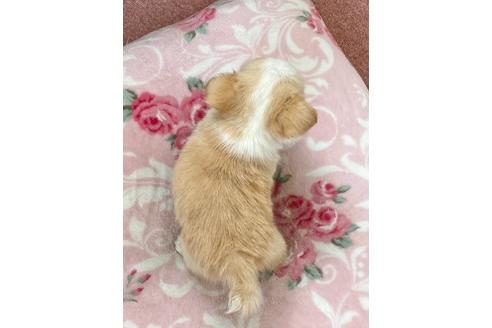 成約済の香川県のチワワ(ロングコート)-137180の2枚目