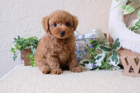 成約済の滋賀県のトイプードル-135498の1枚目