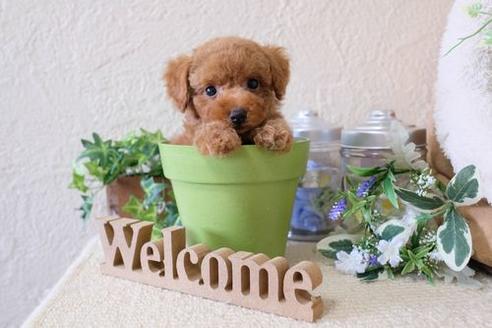 成約済の滋賀県のトイプードル-135498の5枚目