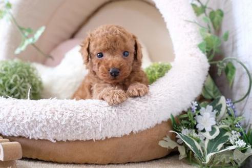 成約済の滋賀県のトイプードル-135498の3枚目