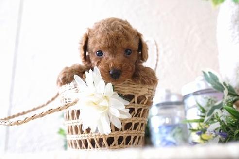 成約済の滋賀県のトイプードル-135498の2枚目