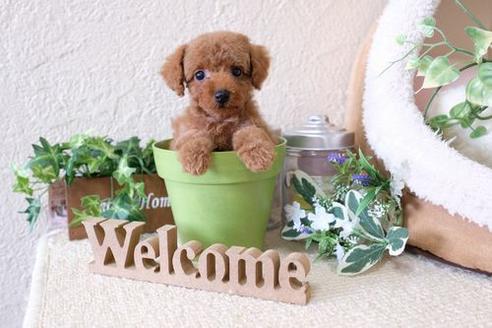 成約済の滋賀県のトイプードル-135499の1枚目