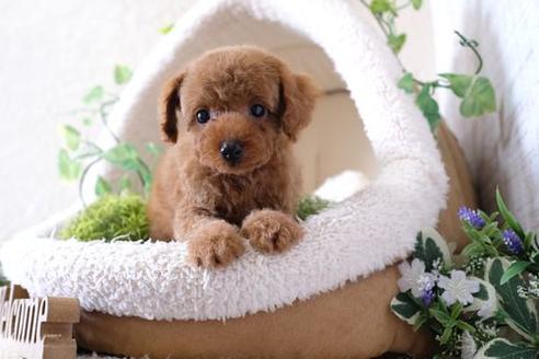 成約済の滋賀県のトイプードル-135499の5枚目