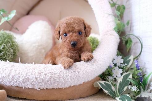 成約済の滋賀県のトイプードル-135499の3枚目