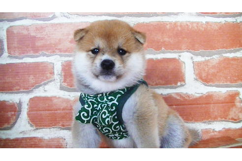 成約済の福岡県の豆柴-133871の1枚目