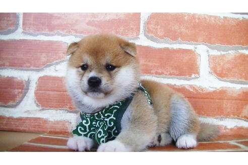 成約済の福岡県の豆柴-133871の4枚目