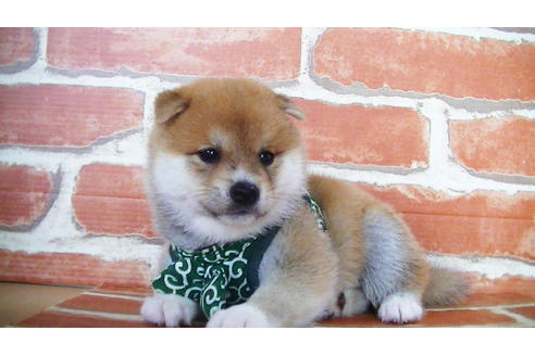 成約済の福岡県の豆柴-133871の3枚目