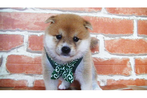 成約済の福岡県の豆柴-133871の2枚目