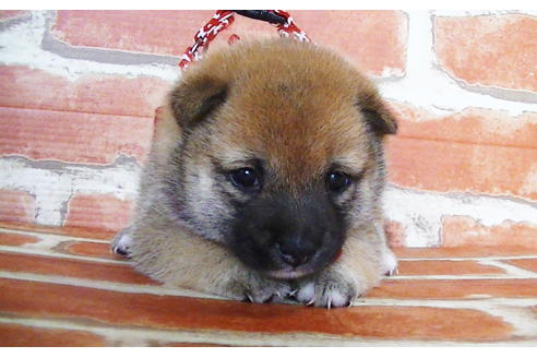 成約済の福岡県の豆柴-134980