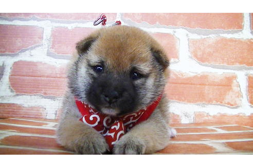 成約済の福岡県の豆柴-134980の3枚目