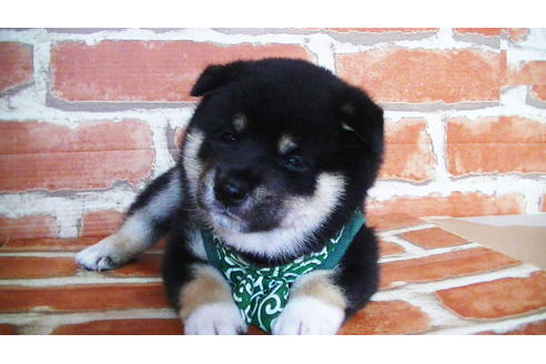 成約済の福岡県の豆柴-133867の2枚目