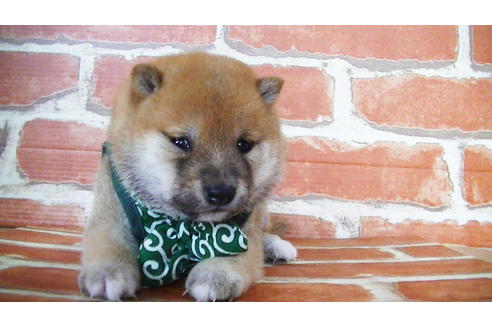 成約済の福岡県の豆柴-134972の13枚目